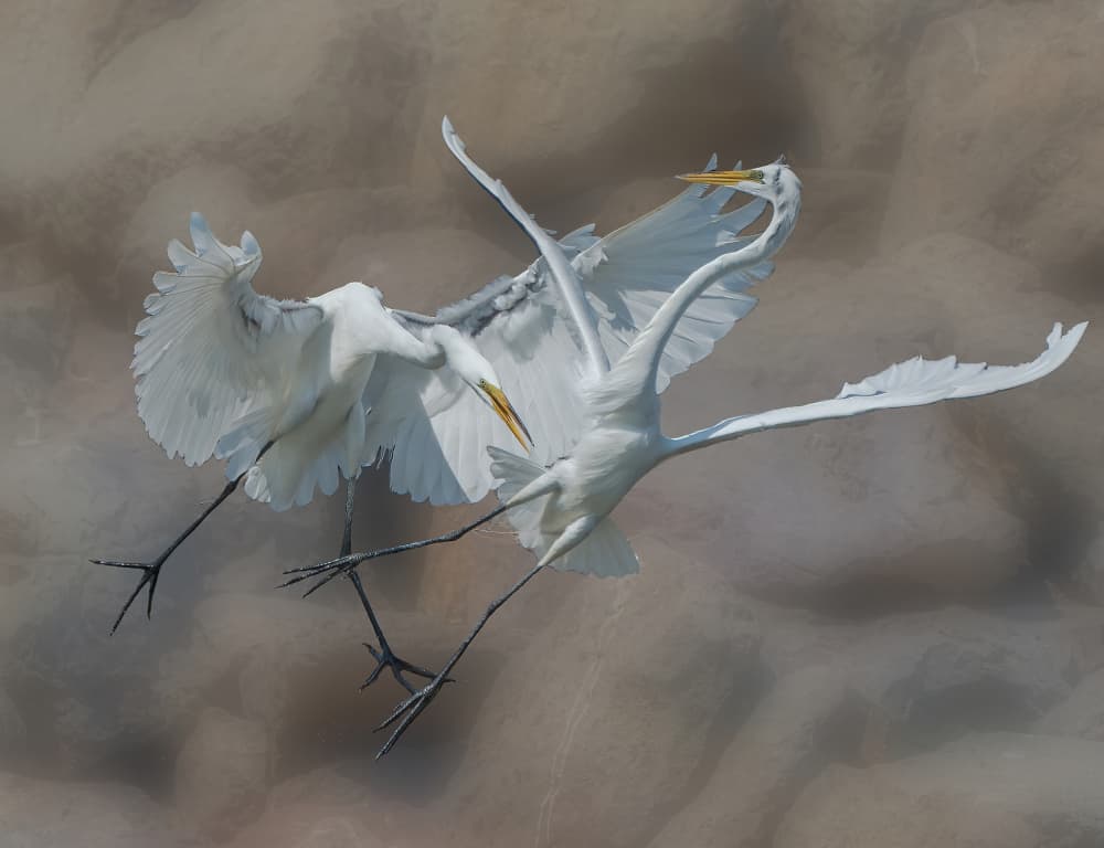 Egrets In Conflict by Alex Li — canvas wall art