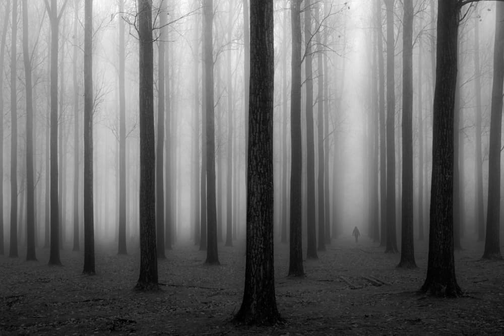 Mysterious Foggy Forest