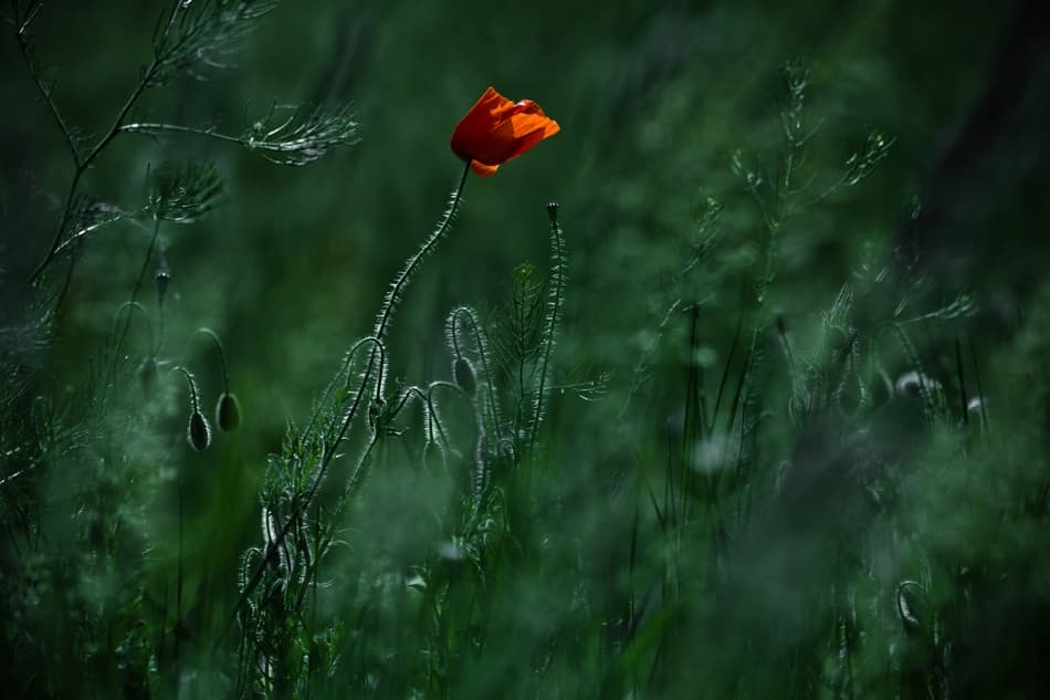 Vibrant Poppy Dark Green by Ildiko Neer — canvas wall art