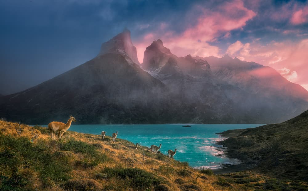 Pink Sky Mountain Guanacos by Gu and Hongchao — canvas wall art