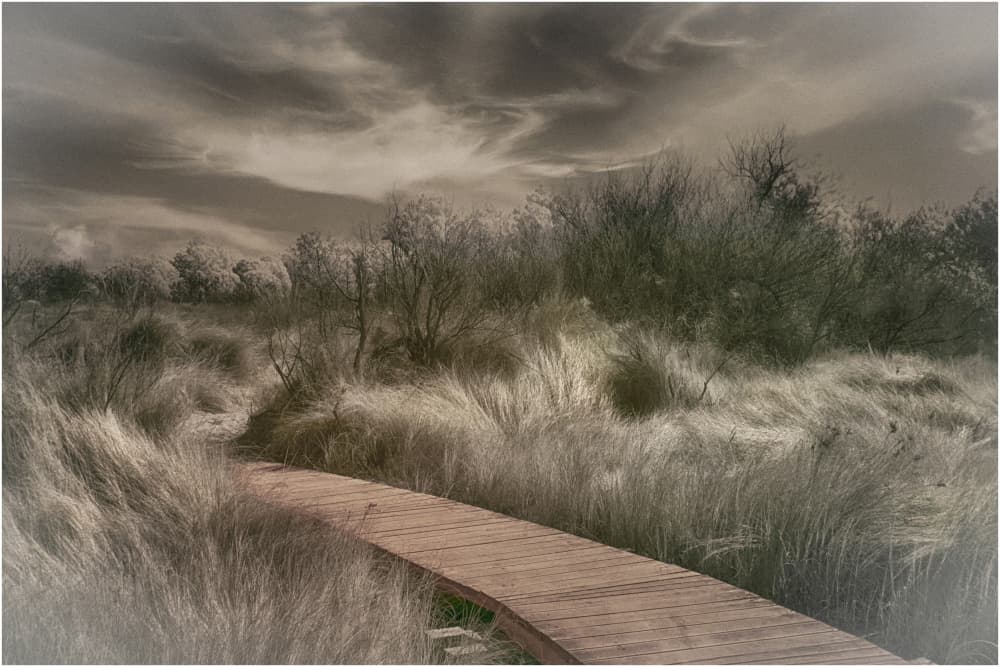 Winding Boardwalk Path by Silvana Pitussi — canvas wall art