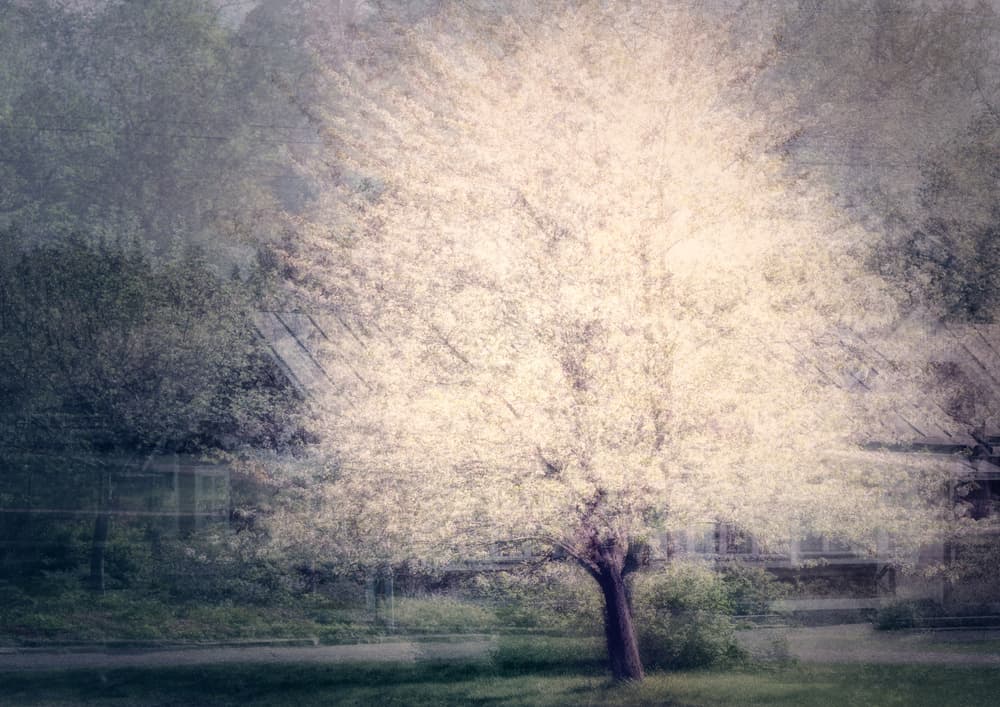 Dreamy Spring Blossoms by Katarina Holmström — canvas wall art