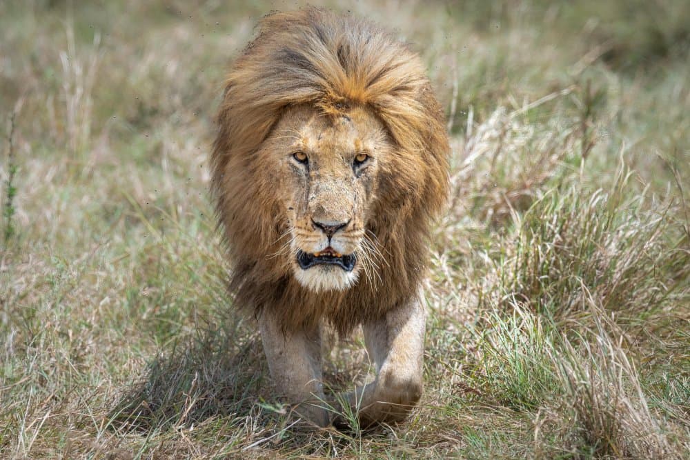 Golden Mane Lion by Jeffrey C. Sink — canvas wall art