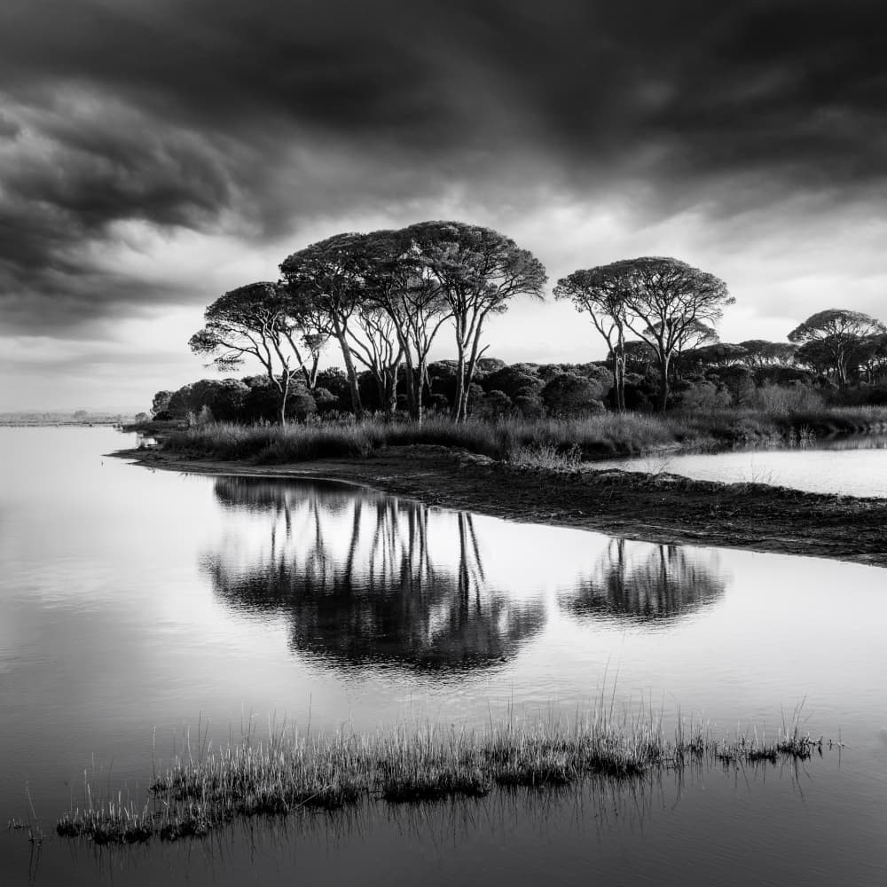 Dramatic Pine Reflections by George Digalakis — canvas wall art