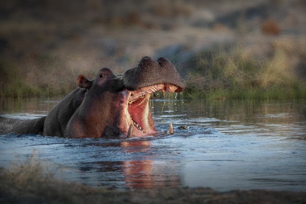 Powerful Hippo Yawn by Anita Singh — canvas wall art