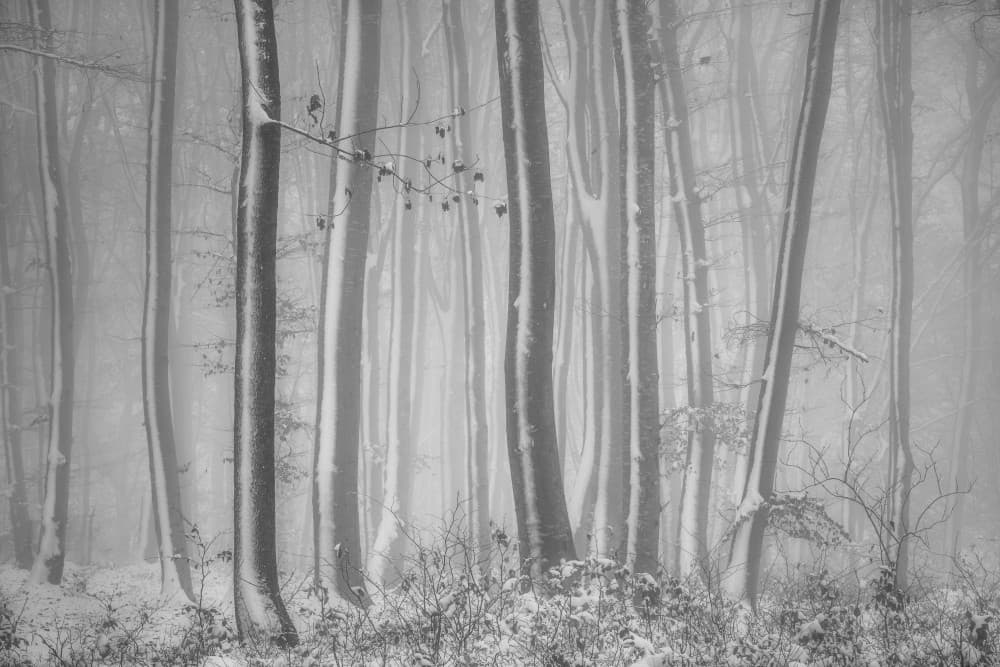 Snowy Winter Forest by Szabo Zsolt Andras — canvas wall art