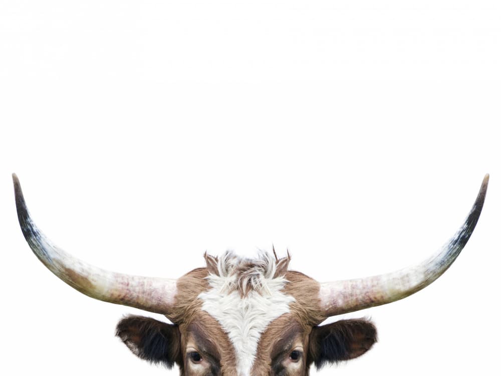 Peeking Longhorn Cow by Kathrin Pienaar — canvas wall art