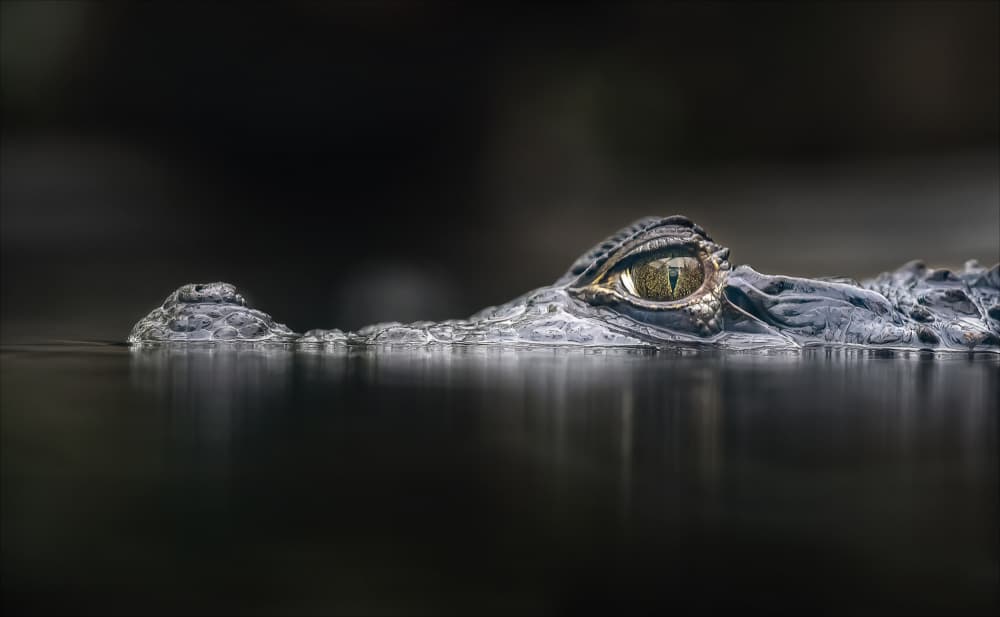 Lurking Alligator Eye by Chris Coenders — canvas wall art