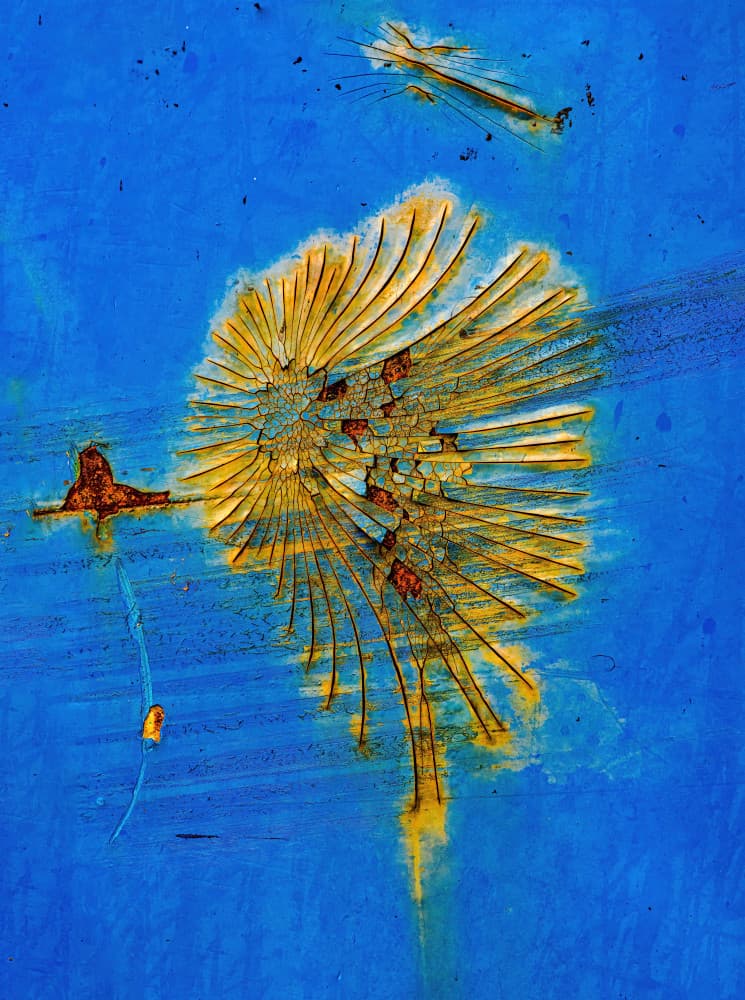 Abstract Dandelion Rust by Andrew Beavis — canvas wall art