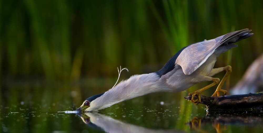 Night Heron Drinking by verdon — canvas wall art