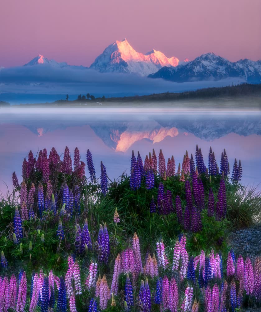 Vibrant Lupines Mountain Reflection by Yuan Su — canvas wall art