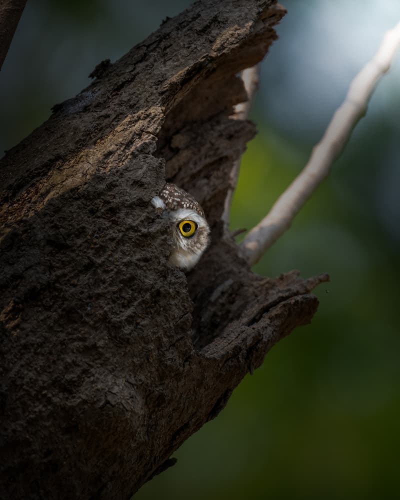 Curious Owlet Peeks by Sunny Saha Pramanick — canvas wall art