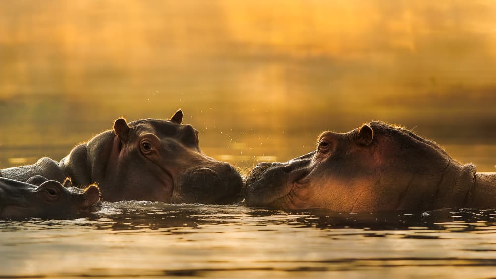 Hippos in Golden Light by John Fan — canvas wall art