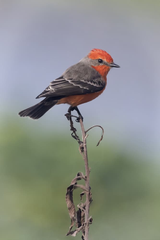 Vivid Red Bird by Linda D Lester — canvas wall art