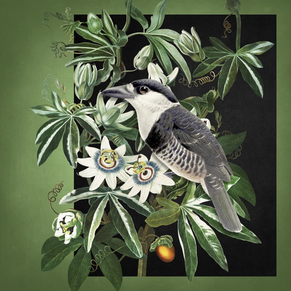 Tropical Bird Passion Flowers by Marja van den Hurk — canvas wall art