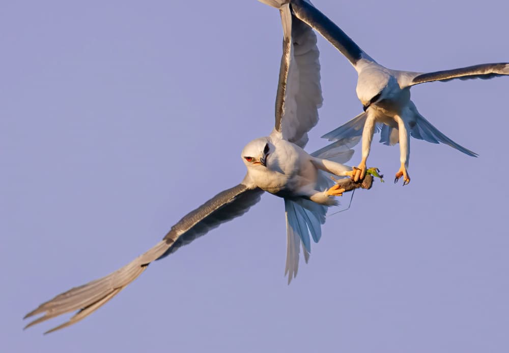 Kites Mid-Air Food Transfer by Johnson Huang — canvas wall art