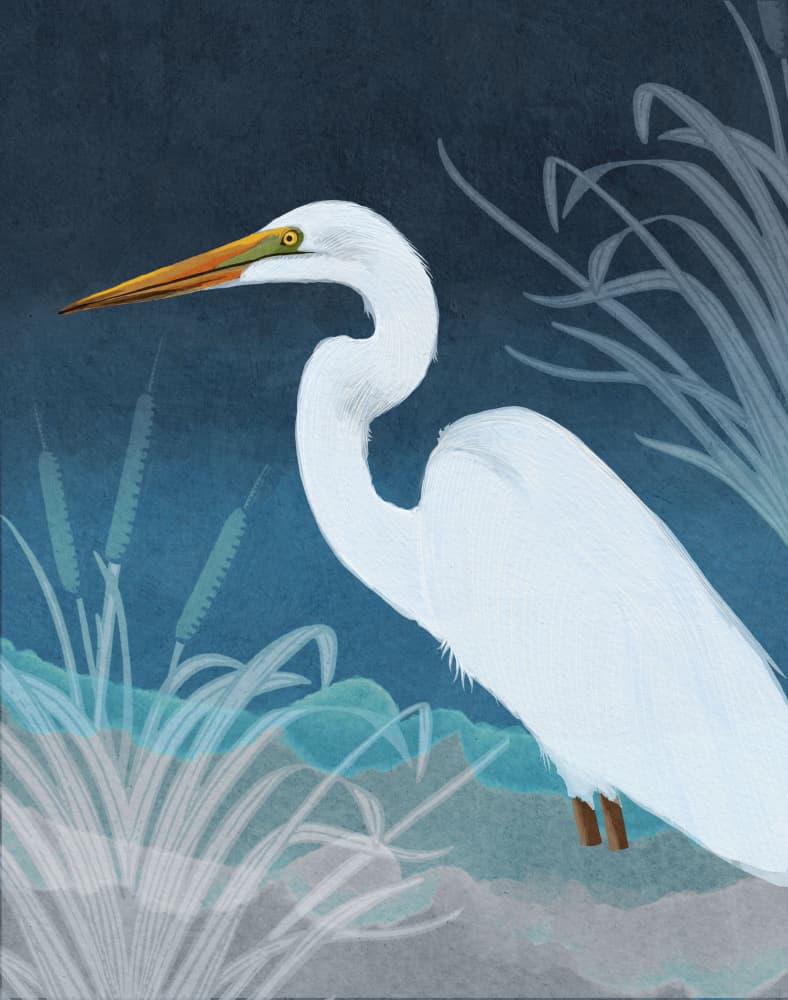 Egret Copy by Katie O'Shea — canvas wall art