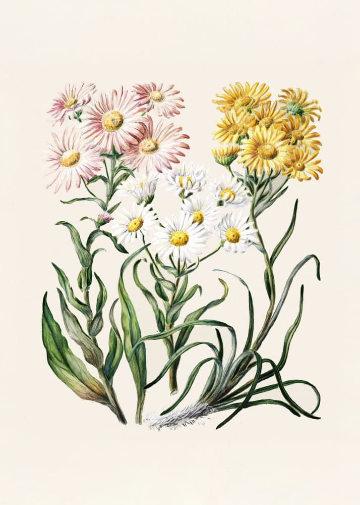New Zealand Snow Groundsels Drawn By Featon (1848–1927) by Sarah Featon — canvas wall art