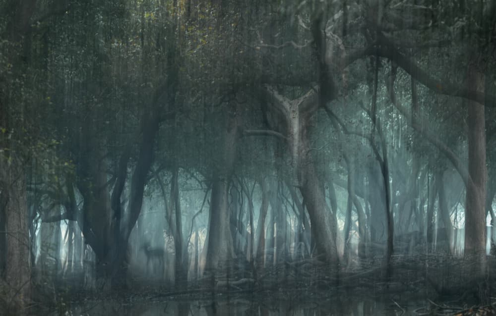 Mysterious Swamp Forest by Jayanta Guha — canvas wall art