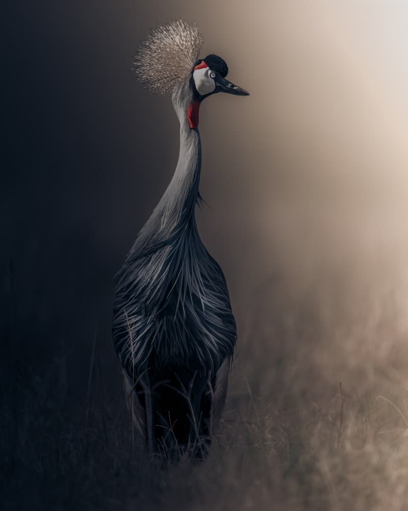 Majestic Crowned Crane by Ahmed Sobhi — canvas wall art
