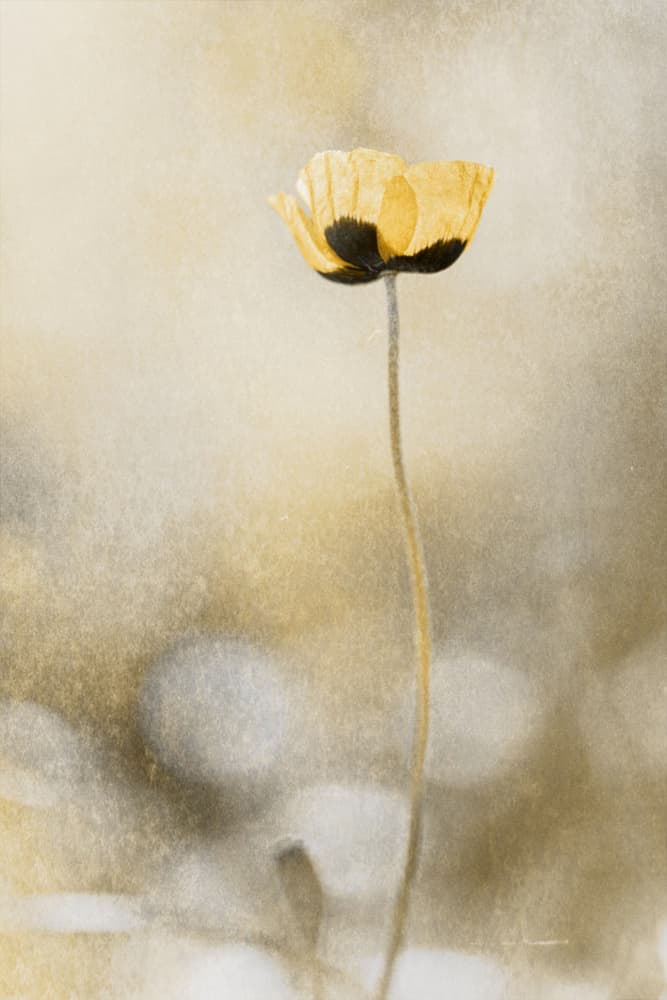 Golden Poppy Dream by Cicek Kiral — canvas wall art