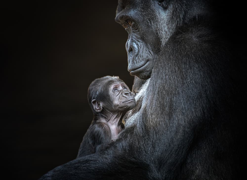 Maternal Gorilla Love by Juan I. Cuadrado — canvas wall art