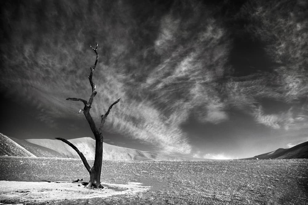 Stark Desert Tree by Mathilde Guillemot — canvas wall art