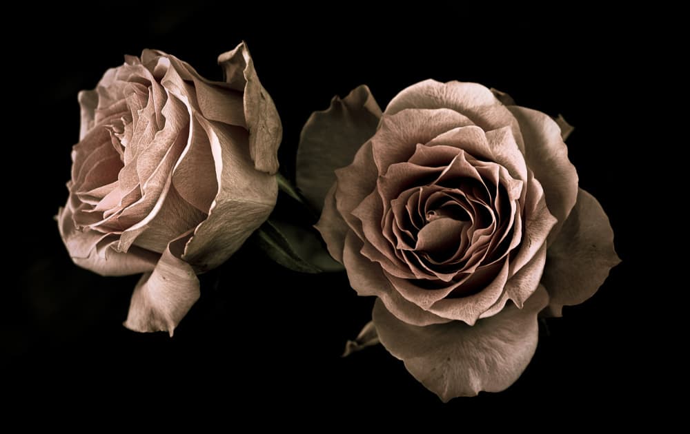 Gentle Rose Duo by Angel Julie — canvas wall art