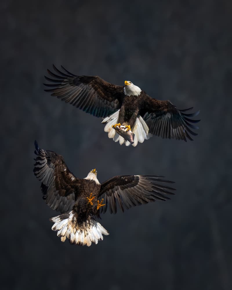 Bald Eagles In Action by Hanping Xiao — canvas wall art