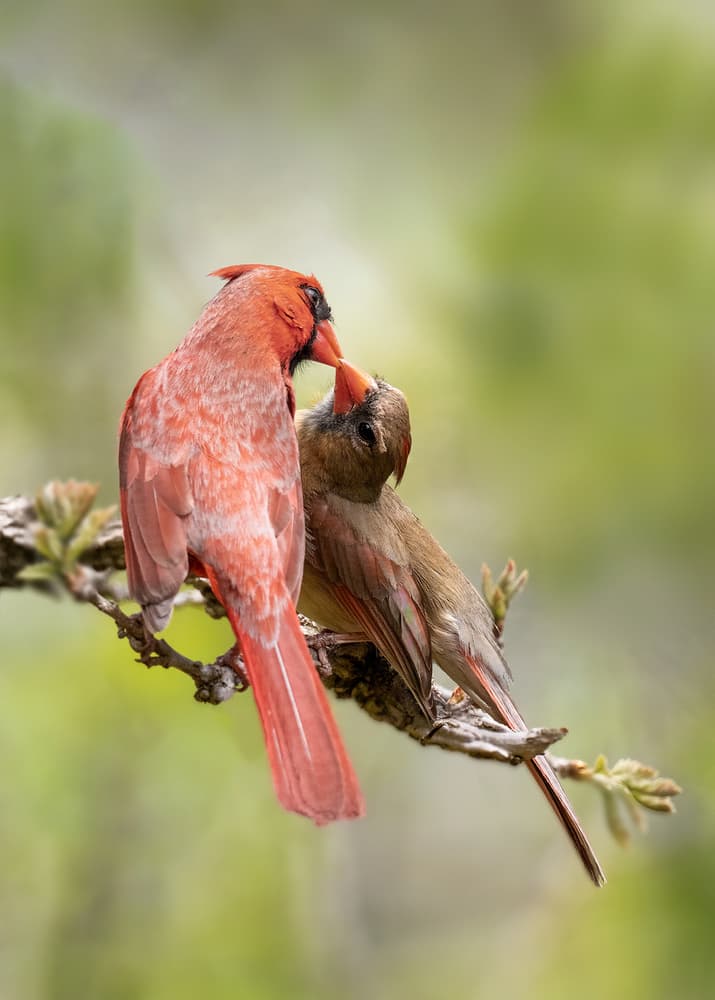 Cardinal Feeding Moment by Leah Xu — canvas wall art