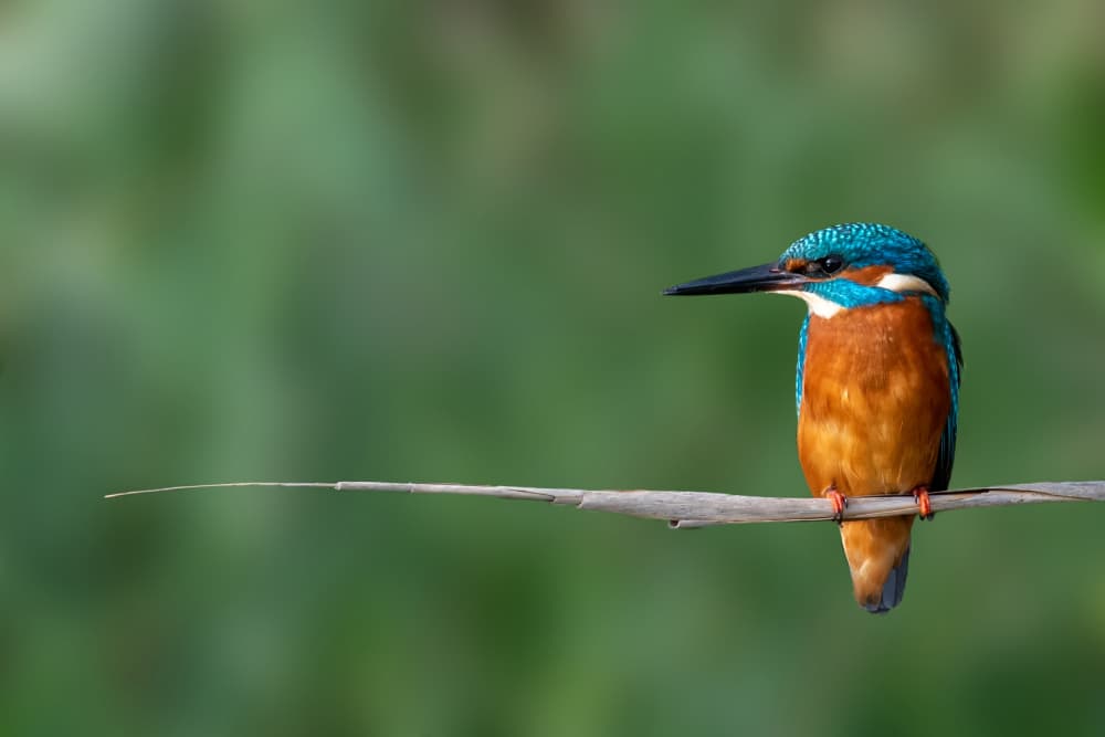 Vibrant Kingfisher Perched by Walter Caterina — canvas wall art