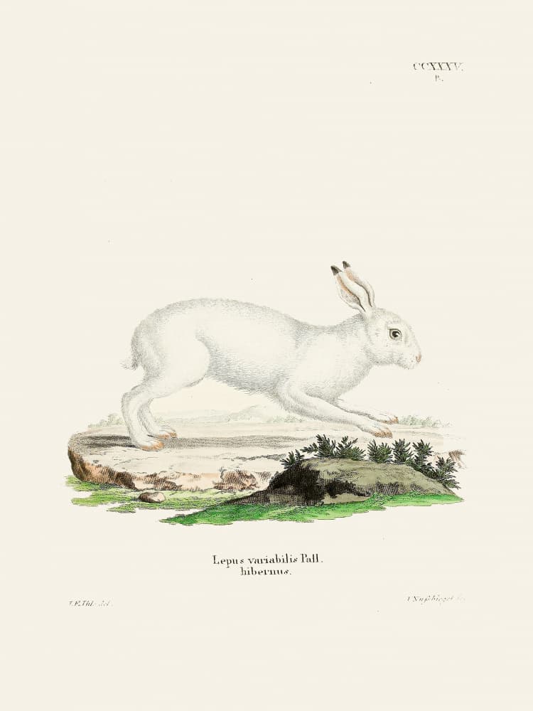 White Hare By Johann Christian Daniel Von Schreber by Johann Christian Daniel Von Schreber — canvas wall art