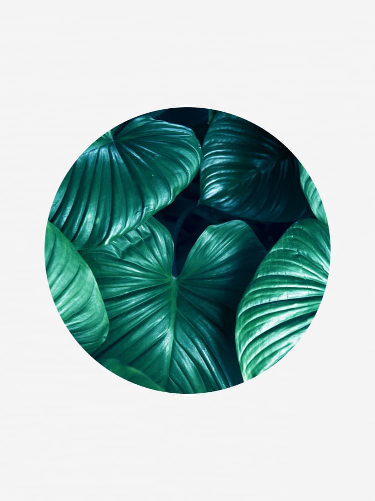 Lush Tropical Green Leaves by Vitor Costa — canvas wall art