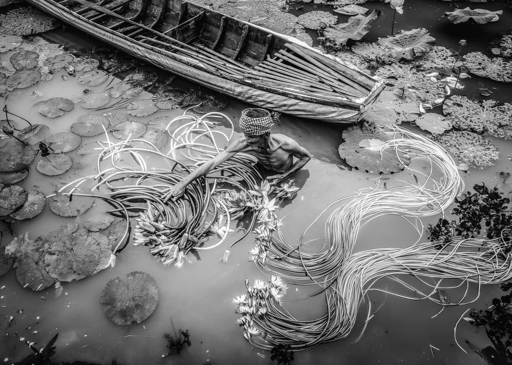 Traditional Lotus Harvest by ADIREK M — canvas wall art