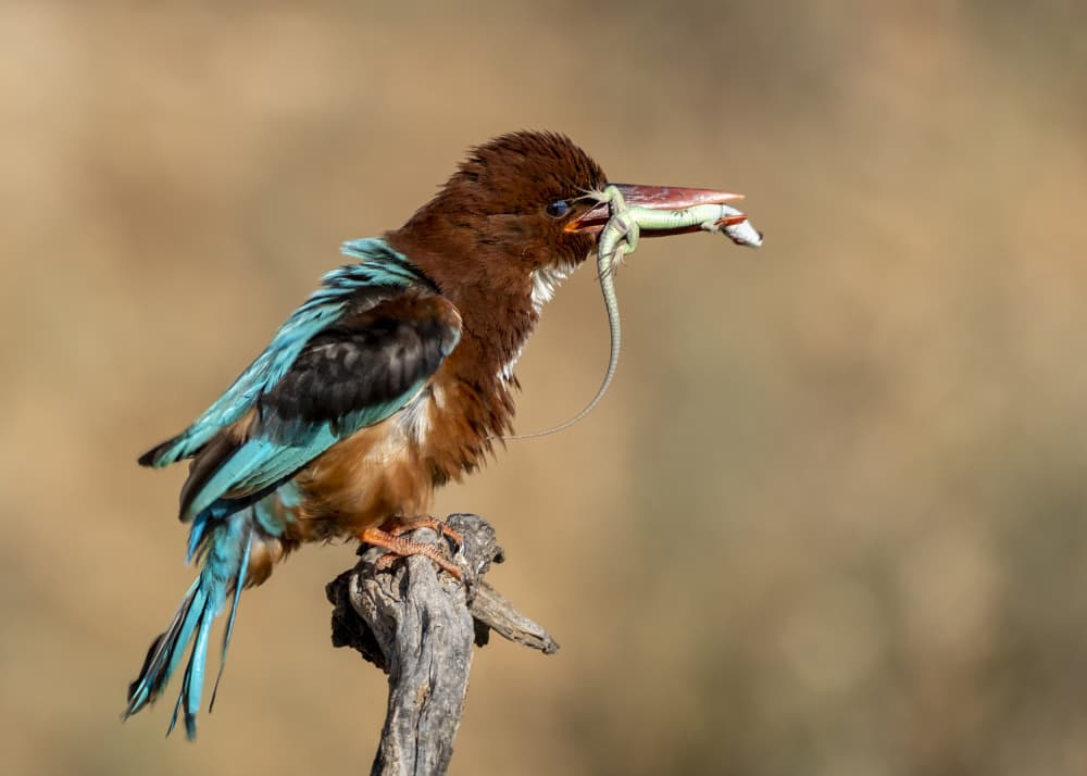 Vibrant Kingfisher Lizard Catch by Eyal Amer — canvas wall art