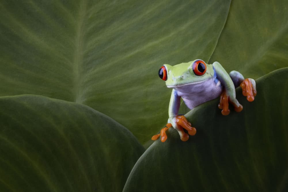 Vibrant Red Eyed Frog by Kurit Afsheen — canvas wall art