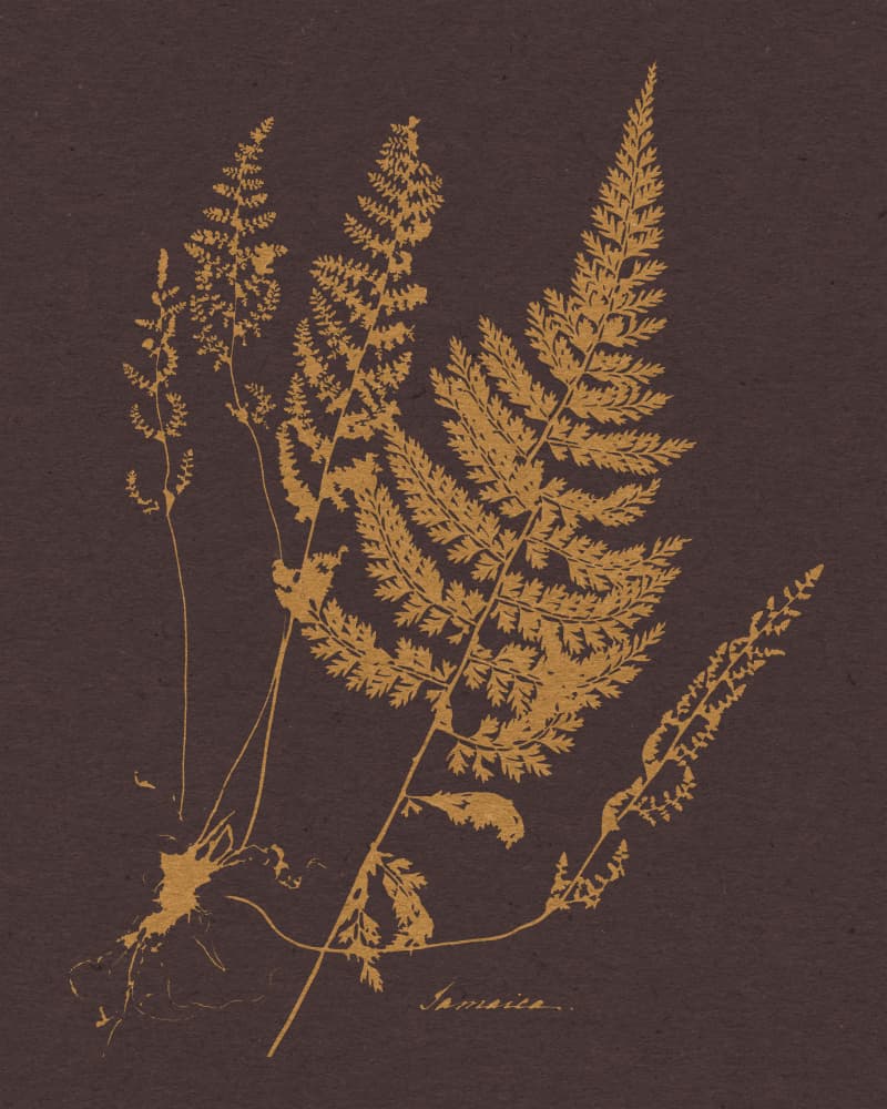 Golden Fern Botanical by Wild Violets — canvas wall art