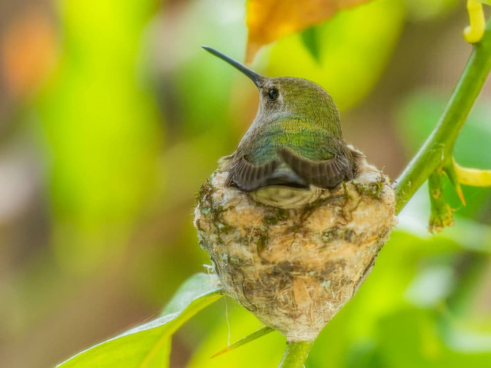 Nesting Hummingbird by Bruce Li — canvas wall art