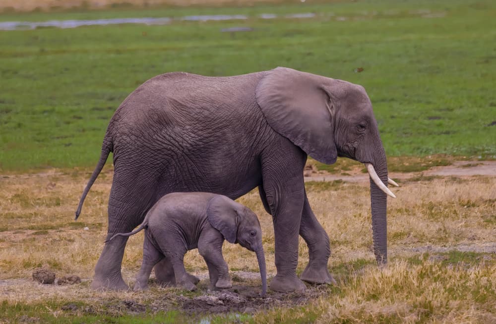 Elephant Mother and Calf by DonnaHom APA — canvas wall art