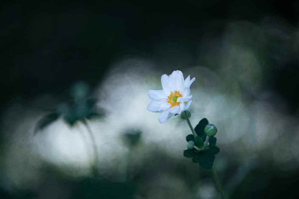 Soft White Bloom by Xiang yang Cui — canvas wall art