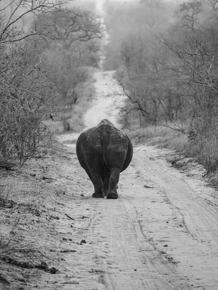 African Rhino Path by KIMIO KOBAYASHI — canvas wall art