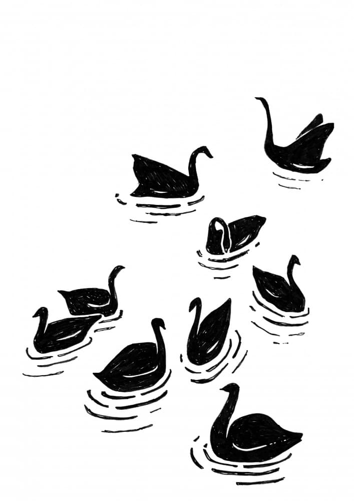 Graceful Black Swans by Rosana Laiz Blursbyai — canvas wall art