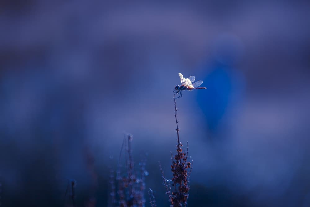 Dragonfly at Twilight by Ramiz Sahin — canvas wall art