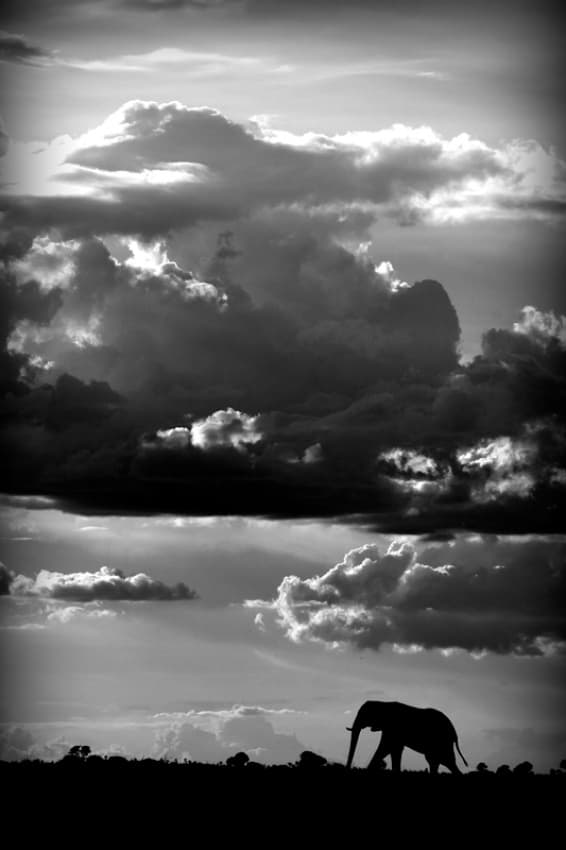 Dramatic Elephant Silhouette