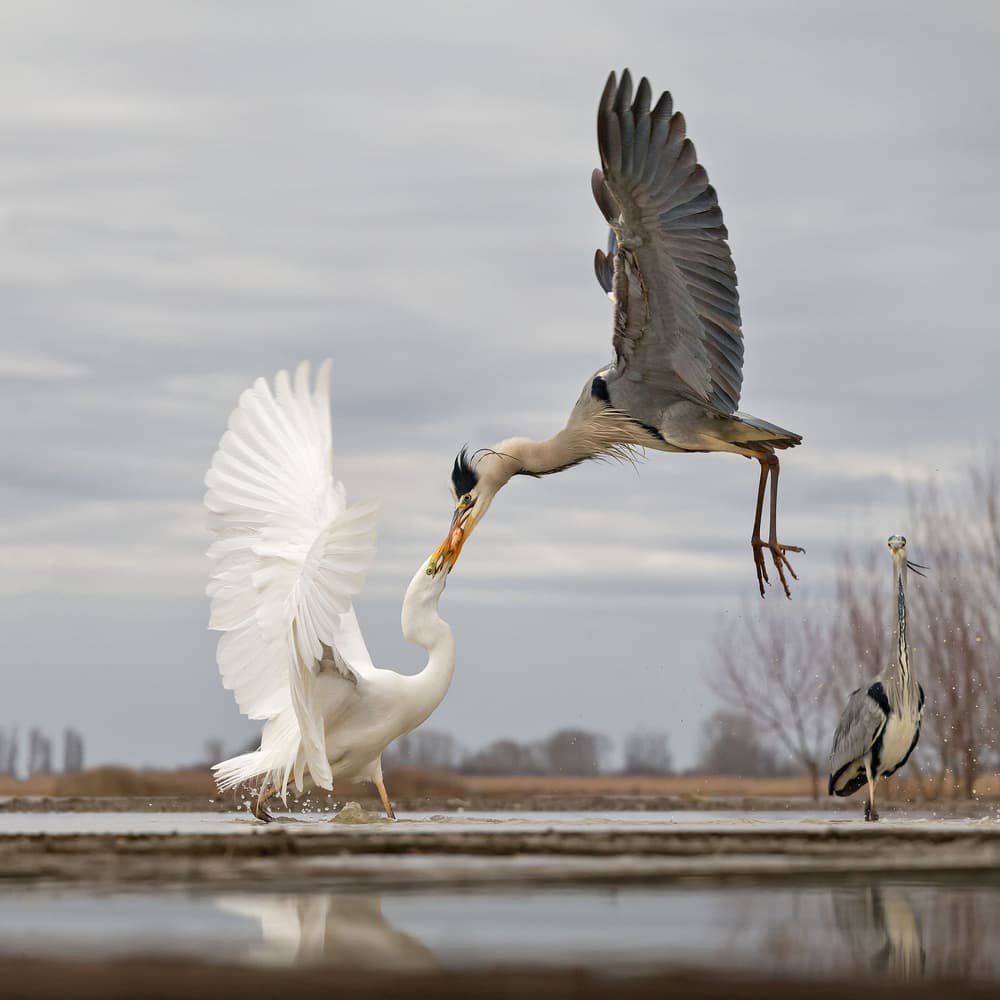 Heron Egret Showdown by Cheng Chang — canvas wall art
