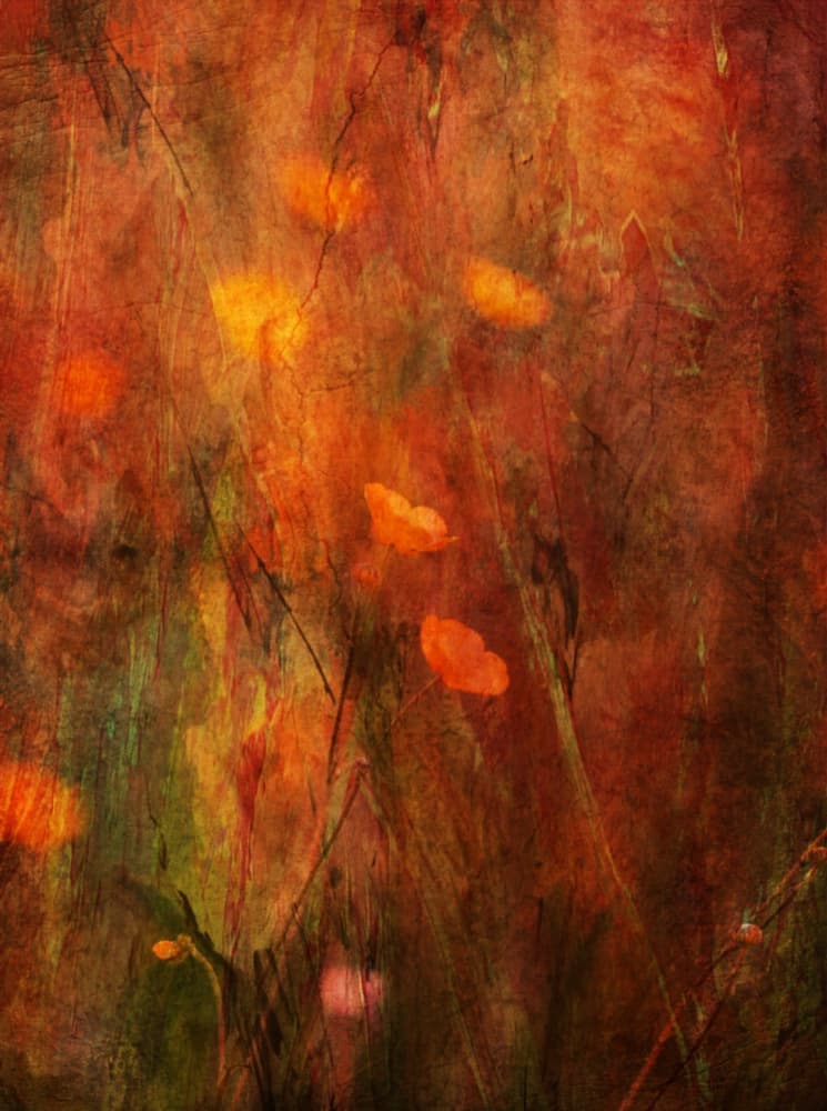 Textured Poppy Field by Delphine Devos — canvas wall art