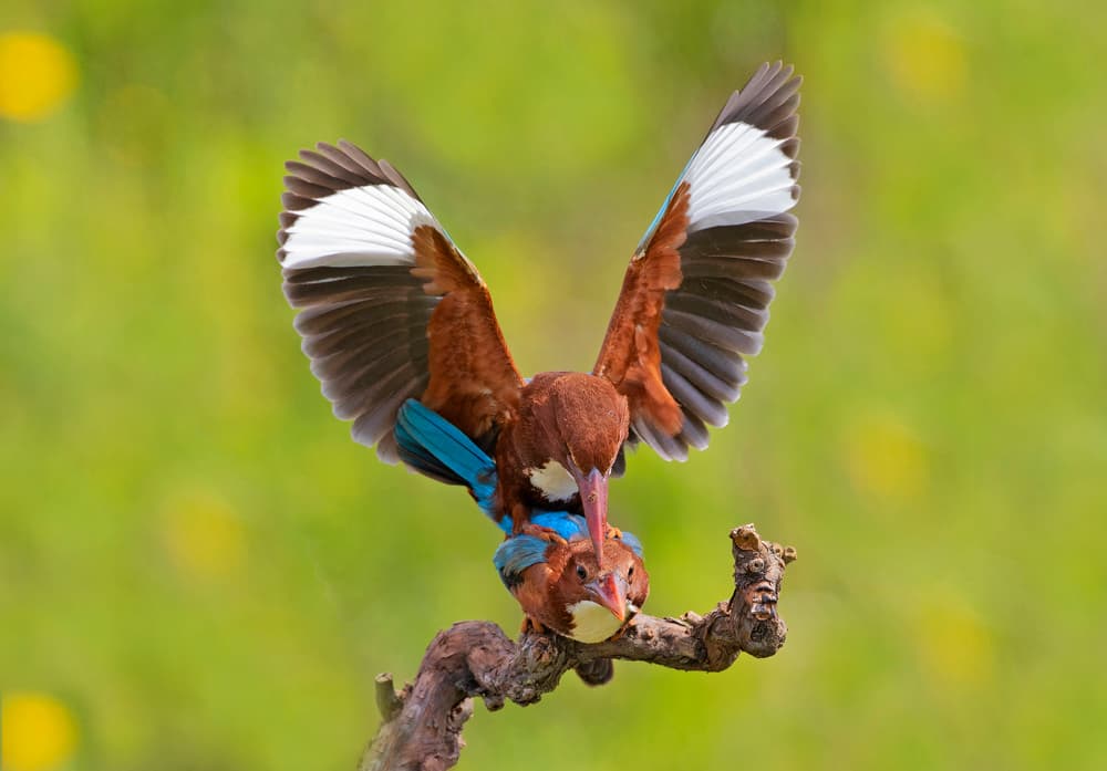 Kingfisher Mating Action by Shlomo Waldmann — canvas wall art