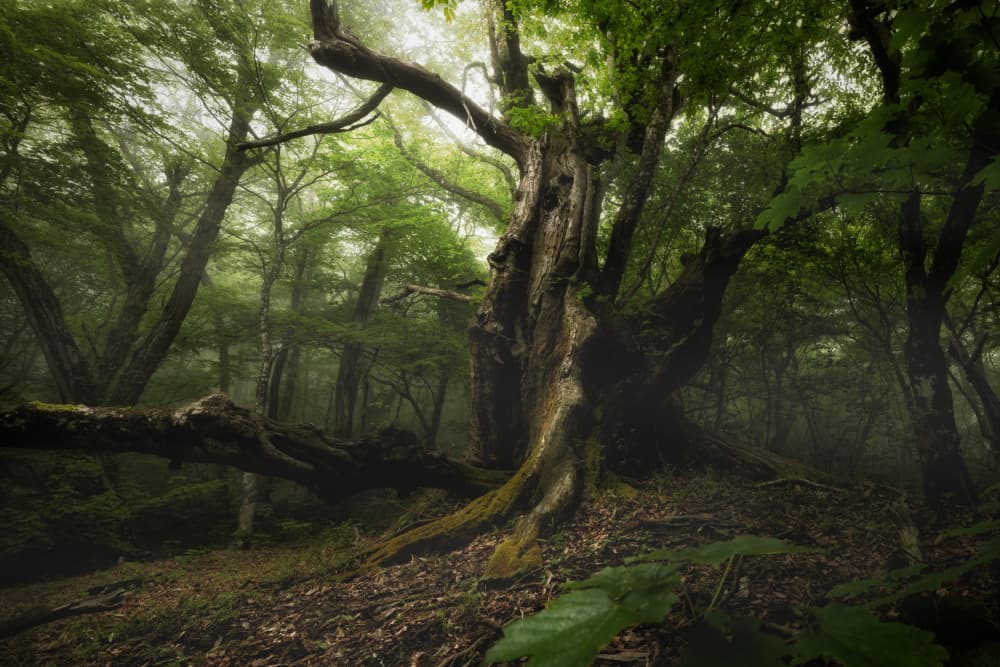 Misty Ancient Forest by K_Tsunoda — canvas wall art