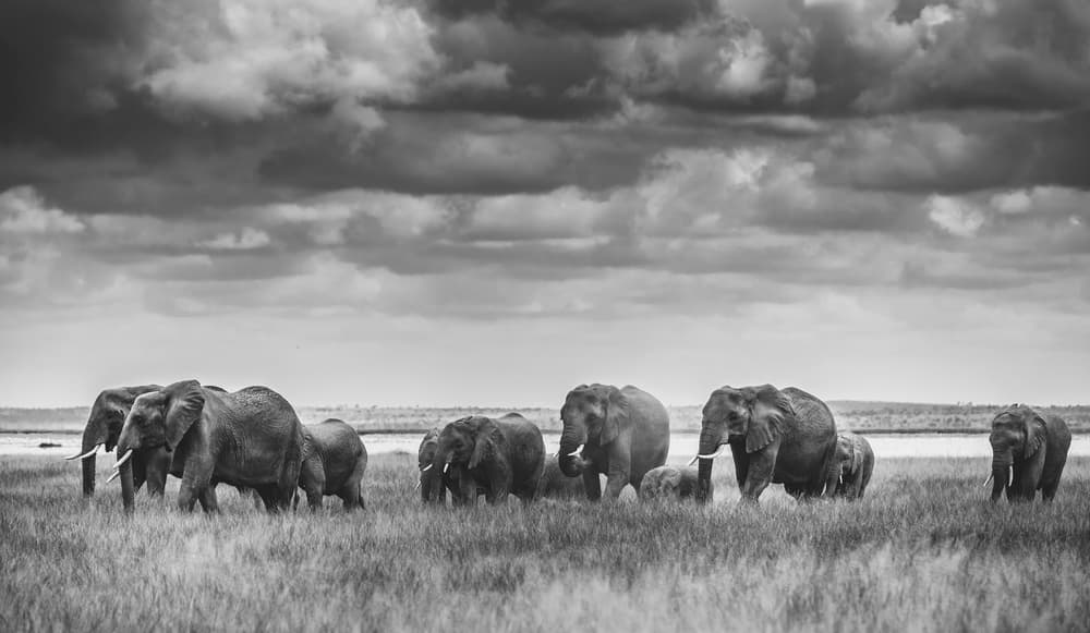 Wild Elephant Herd by Vedran Vidak — canvas wall art