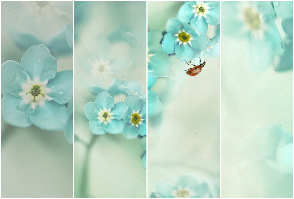 Blue Forget-Me-Nots Ladybug by Ellen van Deelen — canvas wall art